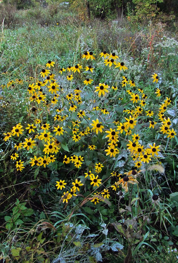 large group of Brown-eyed Susans photo browneyedsusangroup_zps1kvqpwec.jpg