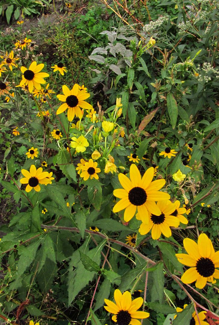 Brown-eyed Susans with evening primrose photo browneyedsusanprimrose3_zpsj5xzyhc1.jpg