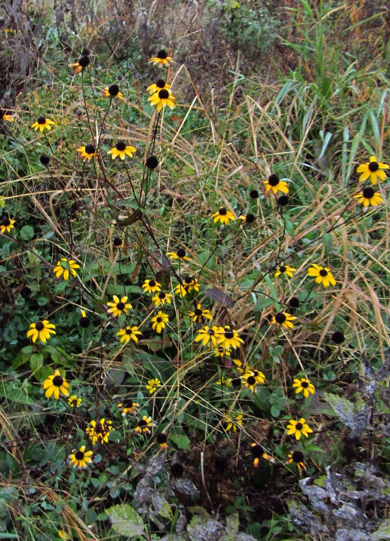 Brown-eyed Susans in November photo browneyedsusansNovember2_zpsp6vauraz.jpg