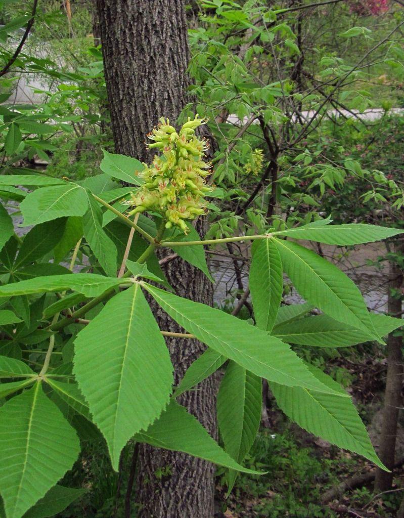 Ohio buckeye flowers photo buckeyeflowers3_zps8aswcbtl.jpg