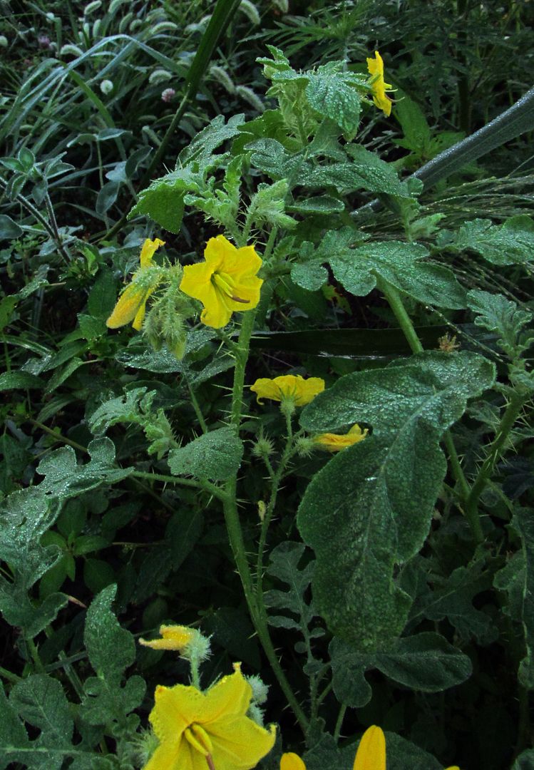 buffalo bur flowers photo buffalobur4_zpsv6ciuzgw.jpg