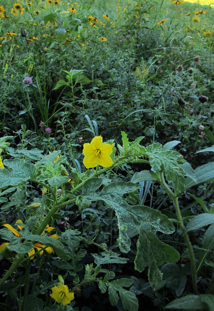 buffalo bur with black-eyed Susans photo buffalobur6_zpsbernwkdv.jpg