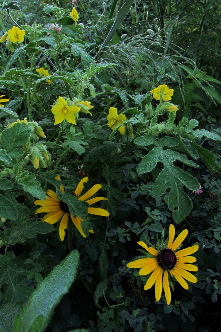 buffalo bur with black-eyed Susan photo buffaloburblackeyedsusan2_zpspljubjwc.jpg