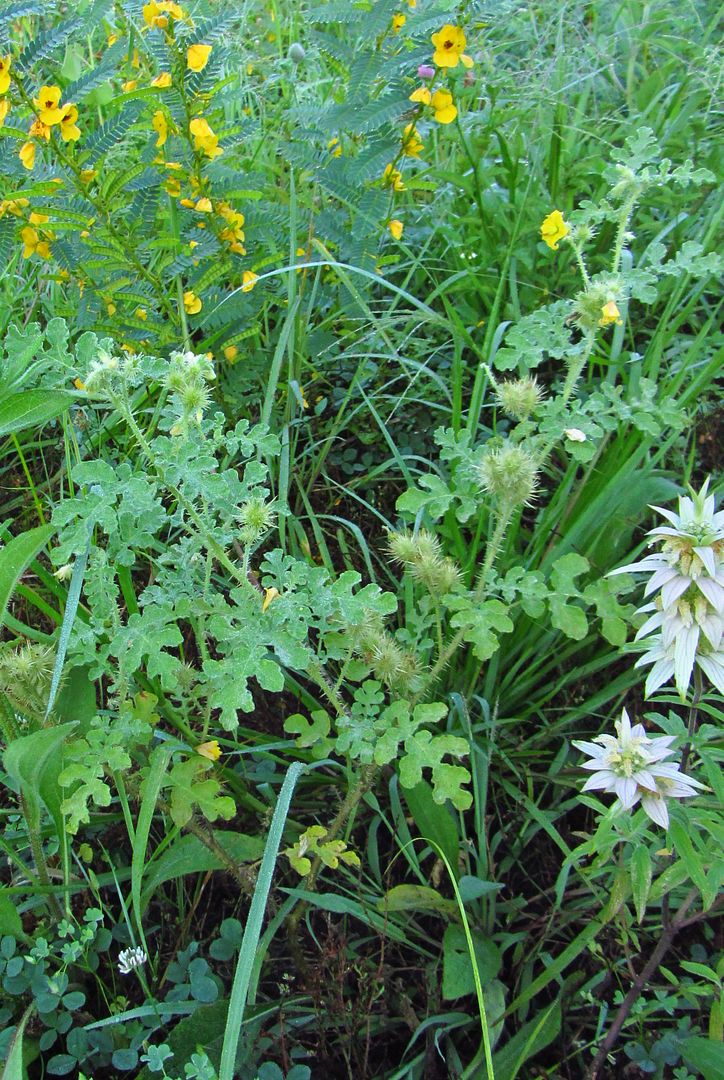 buffalo bur with partridge pea photo buffaloburpartridgepea_zpsakuq6cpc.jpg