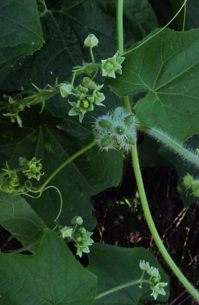 bur cucumber vine with flowers and fruit photo burcucumberfruit_zpsbotlzo1v.jpg