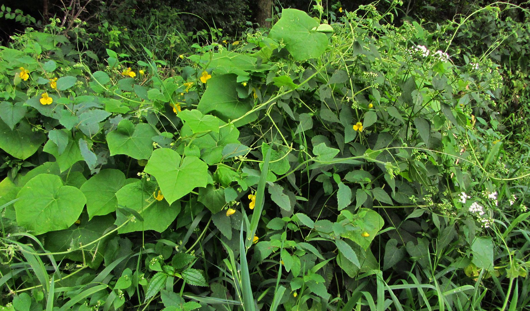 Jewelweed, bur cucumber and white snakeroot photo burcucumberjewelweedsnakeroot_zpsvq5rvlyw.jpg