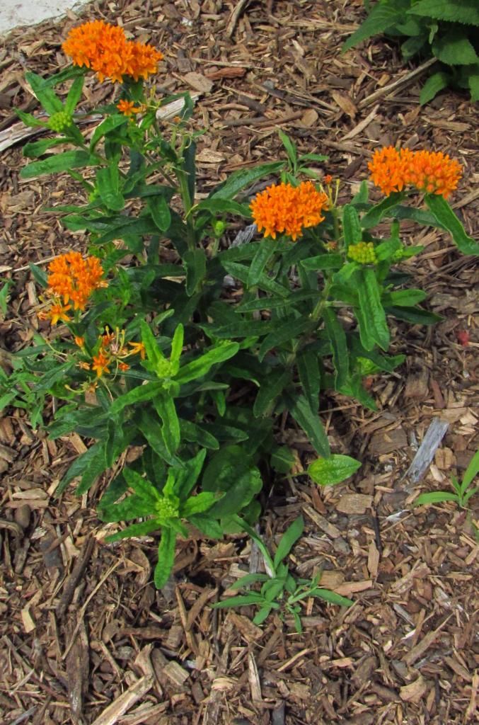 Butterfly milkweed 1 photo butterflymilkweed1_zpsd1a5efc7.jpg