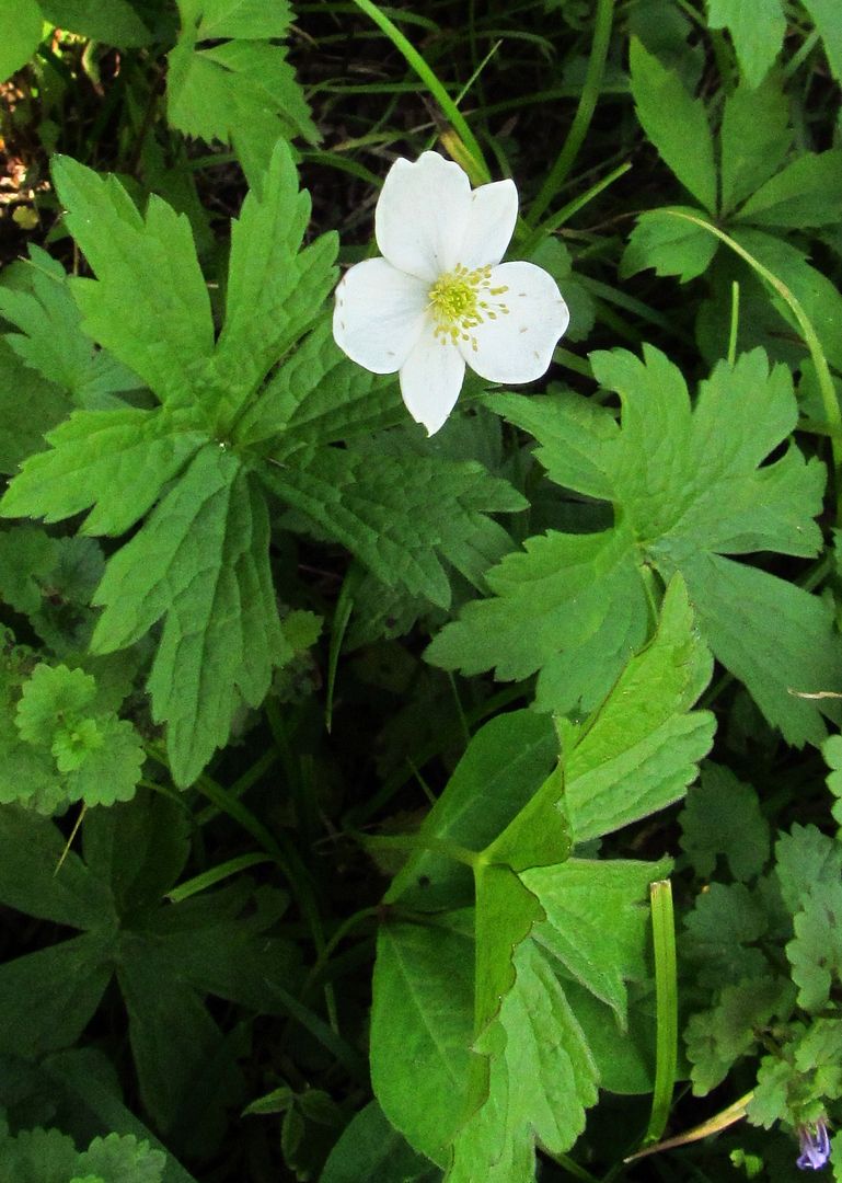 Canada anemone flower close up photo canadaanemone2_zpsxuzaadhj.jpg