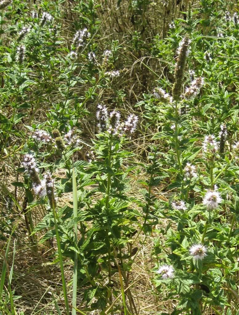 apple mint, Apple mint blooming in central Iowa, July 2012