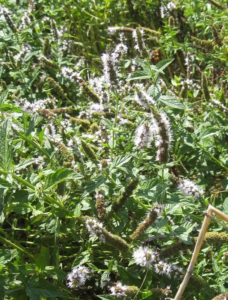 apple mint flowers, Apple mint blooming in central Iowa, July 2012