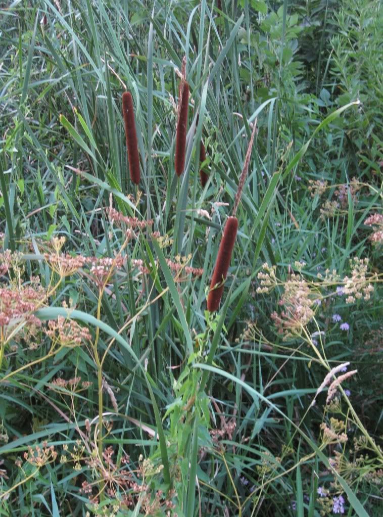 Cattail, Cattail seed head in central Iowa, July 2012