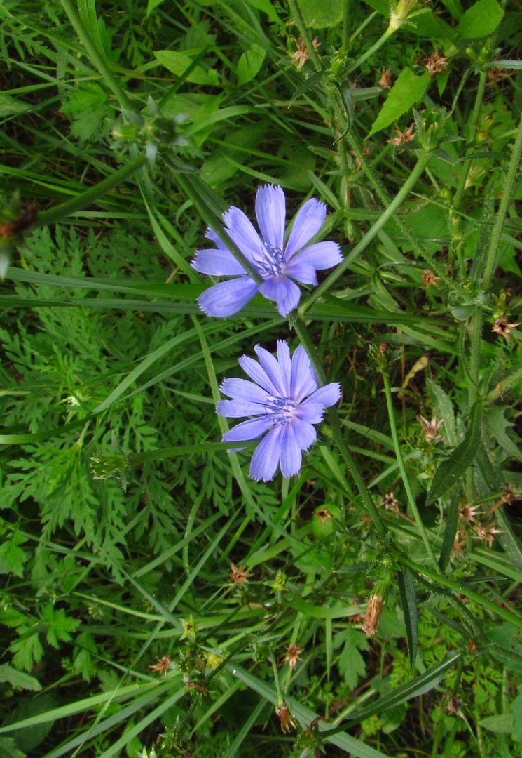 chicory 6 photo chicory1_zpszoi0o6fu.jpg