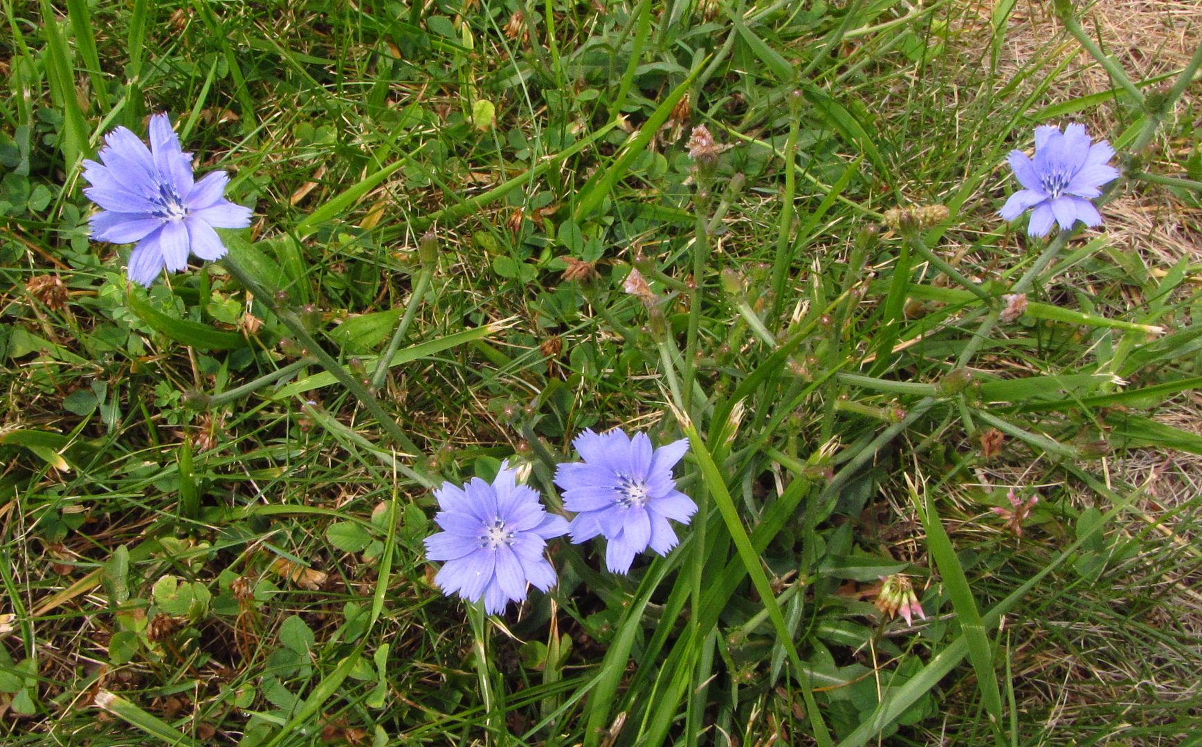 chicory flowerheads photo chicoryhorizontal2_zpsbvsds3d3.jpg