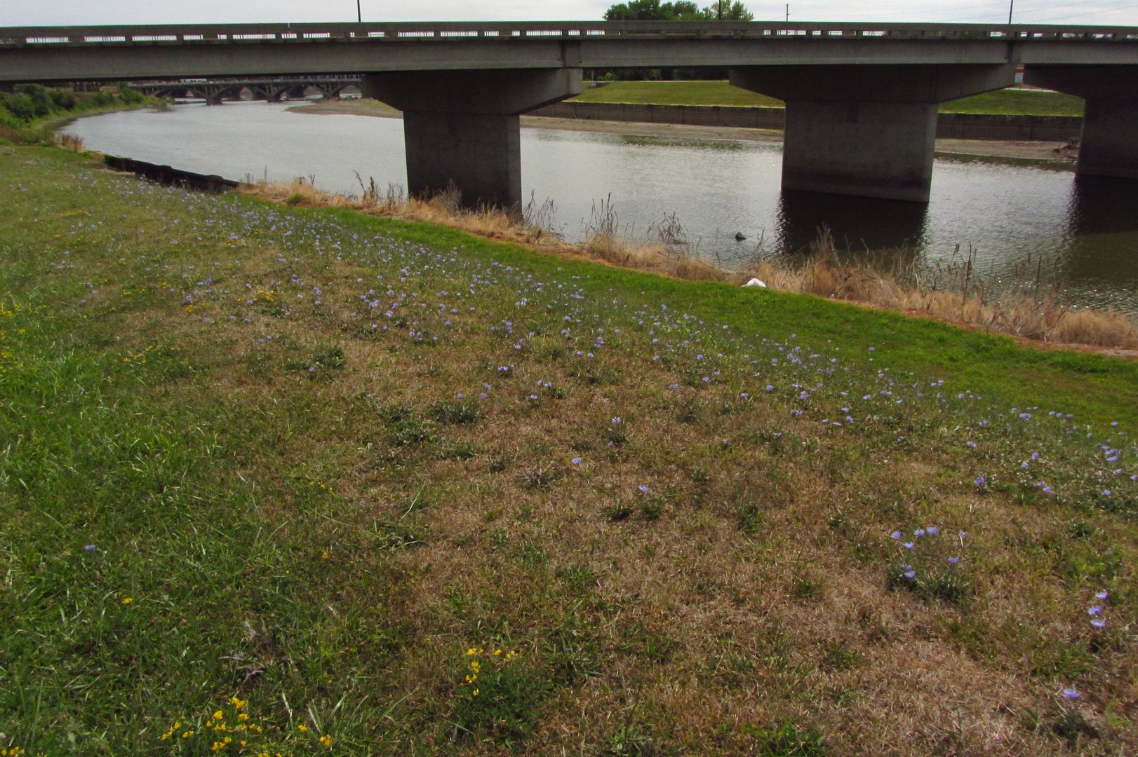 large chicory colony photo chicoryriverbank_zpsndiptflc.jpg