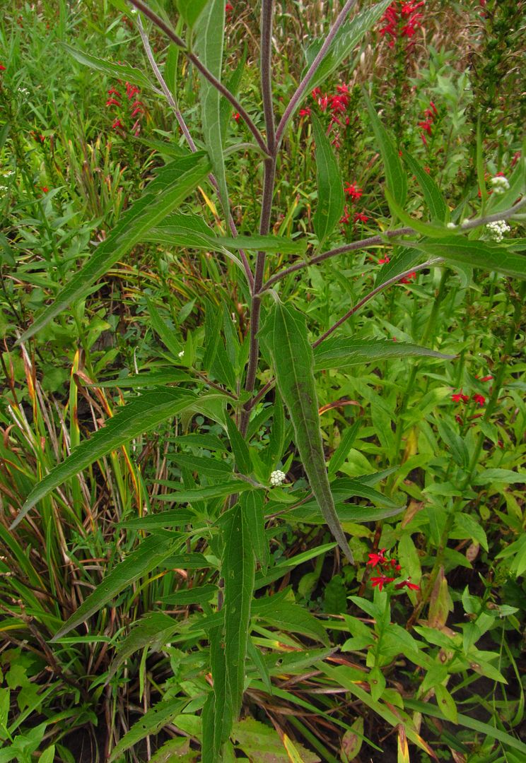 late boneset stem, leaves photo colbywhitemystery2_zpsaldlct4i.jpg