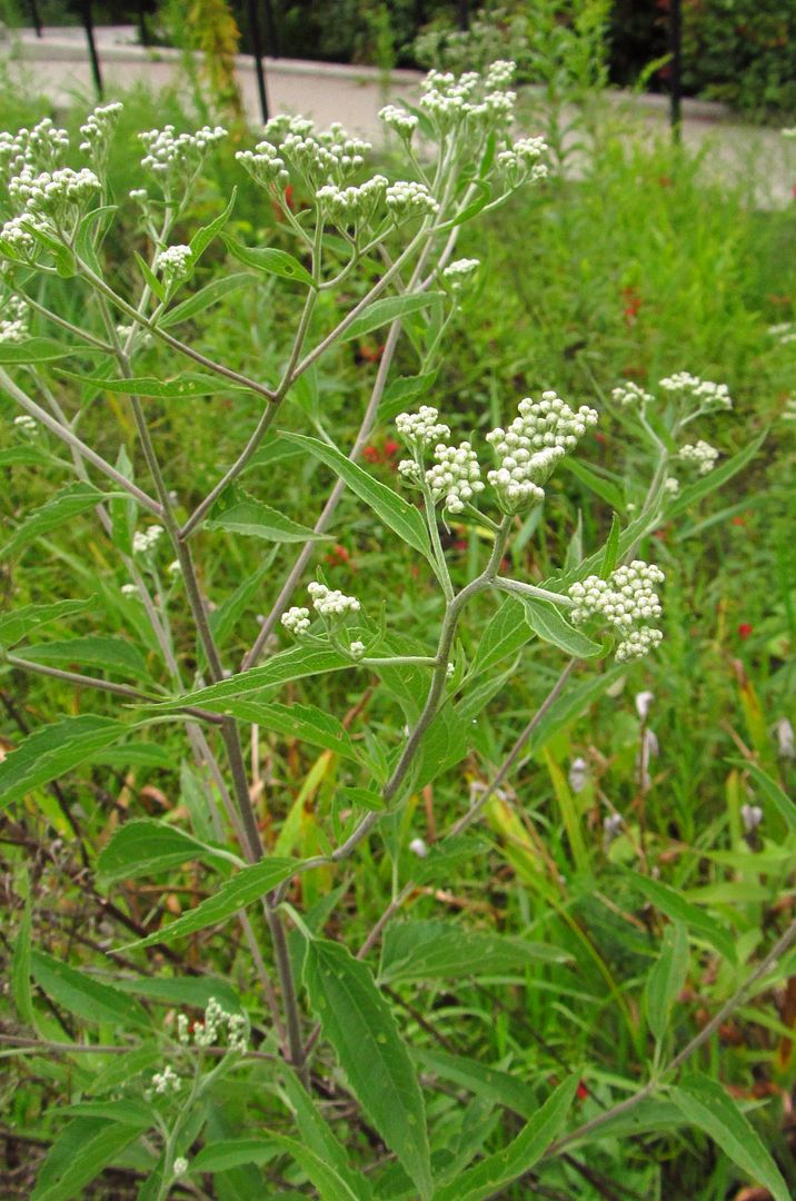 late boneset with buds photo colbywhitemystery5_zpsdixpsrna.jpg