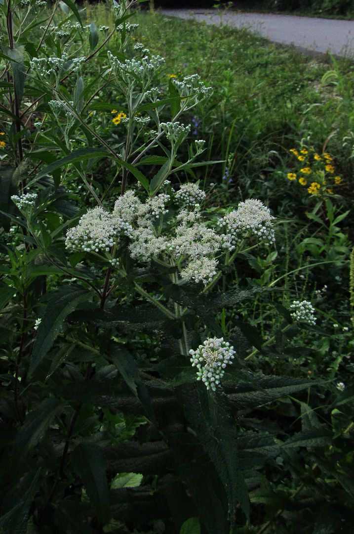 common boneset with late boneset photo commonbonesetlateboneset3_zpsatmzjjsi.jpg