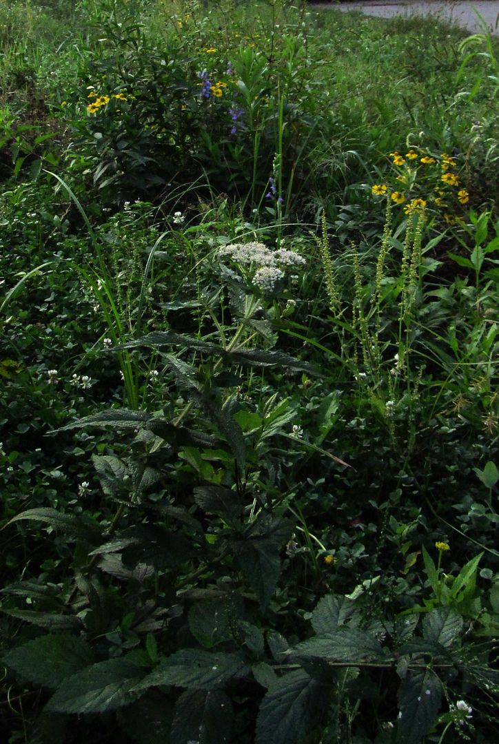 common boneset with sneezeweed photo commonbonesetsneezeweed2_zpsvtexsgrl.jpg