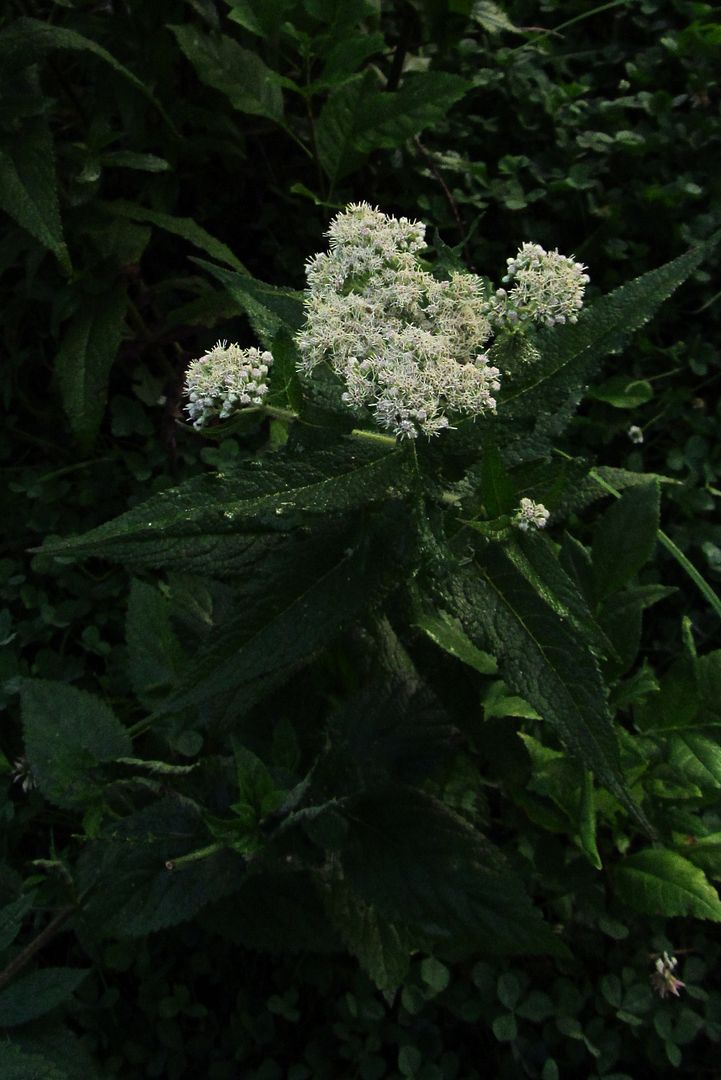 common boneset top view photo commonbonesettopview_zpspl0etk7f.jpg