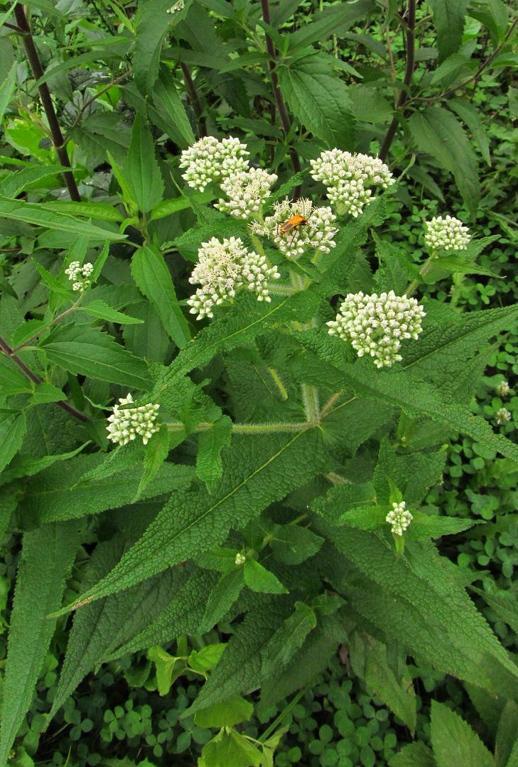 common boneset with insect photo commonbonesetwithinsect_zpsuqd8khpc.jpg