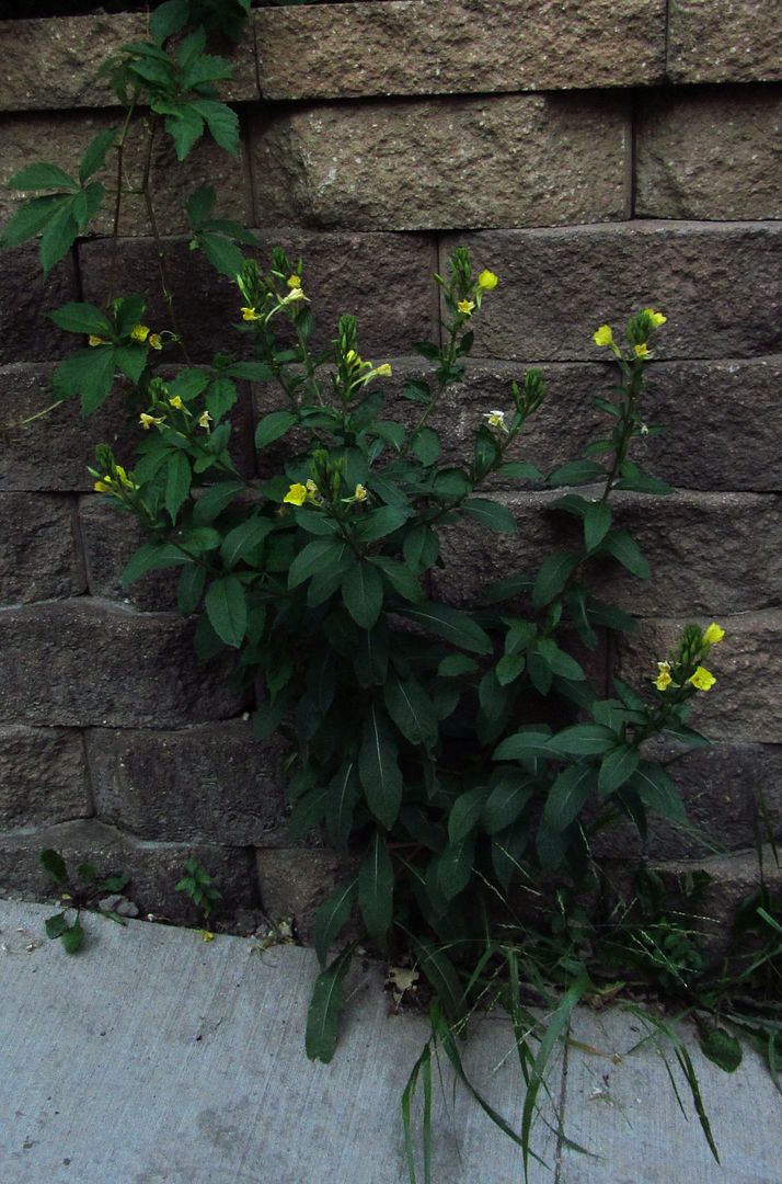 common evening primrose wall photo commoneveningprimrosewall_zpsi2v0dhrx.jpg