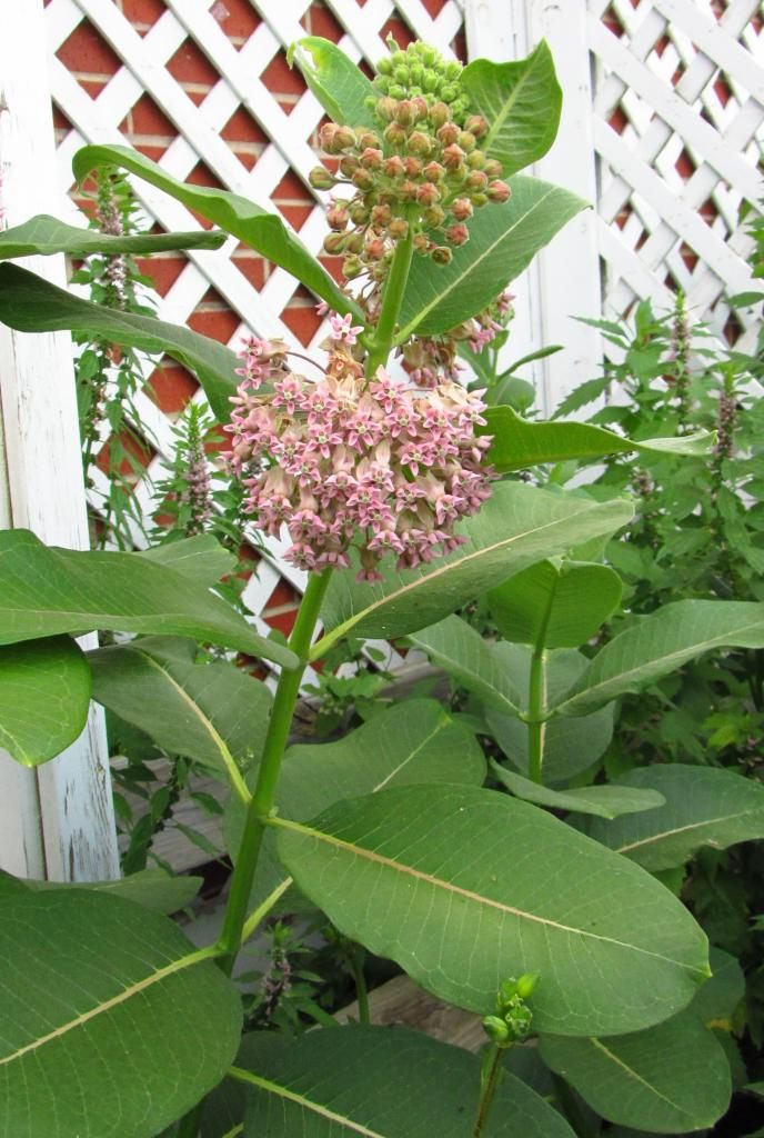 Common milkweed photo commonmilkweed2013_zps0a8d8050.jpg