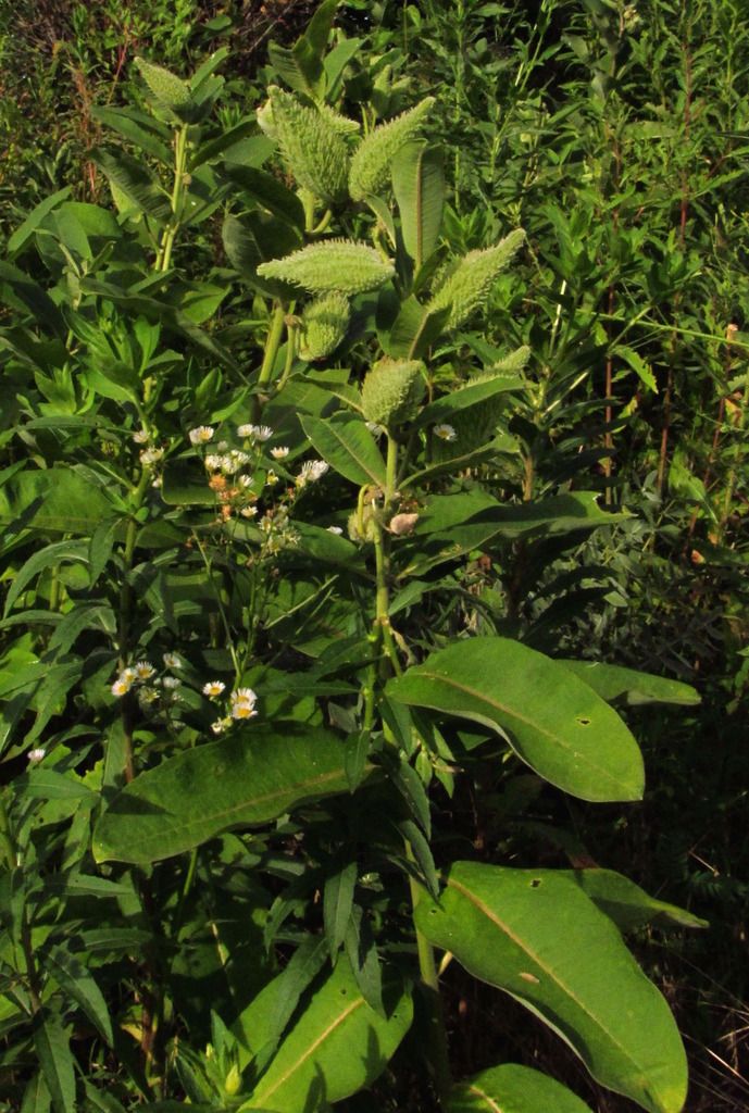 common milkweed with seed pods photo commonmilkweedwithpods_zps3aqgitdl.jpg