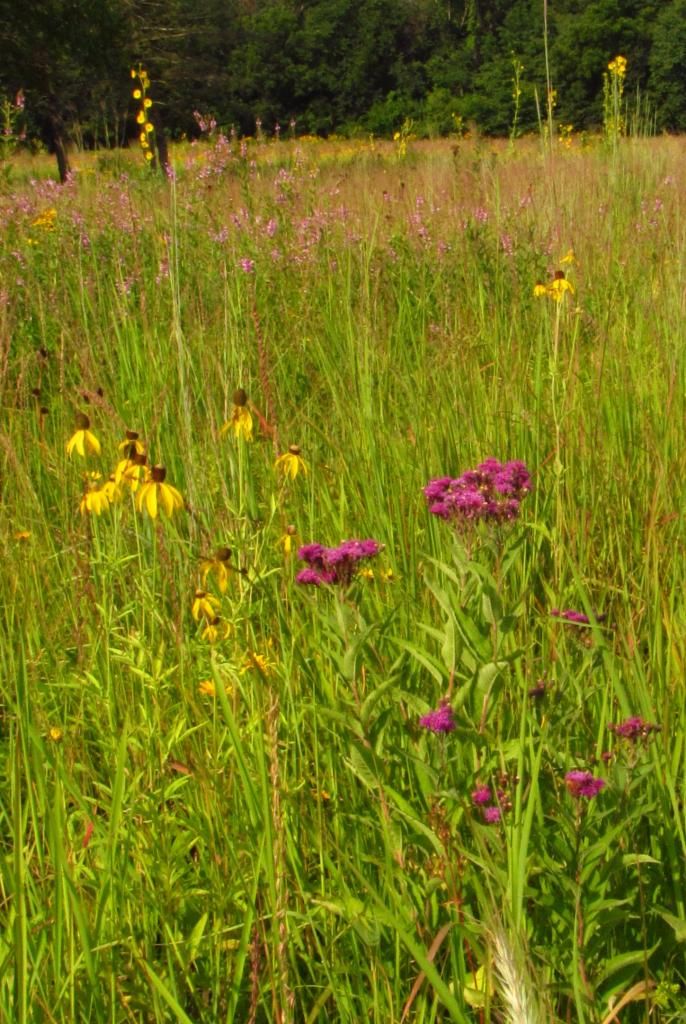 compass plant in distance photo compassplantindistance_zpscf85e53e.jpg