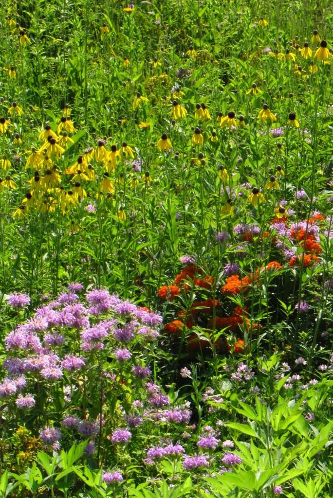 coneflowers, horsemint, butterfly milkweed photo coneflower_horsemint_milkweed_zpsfed10903.jpg