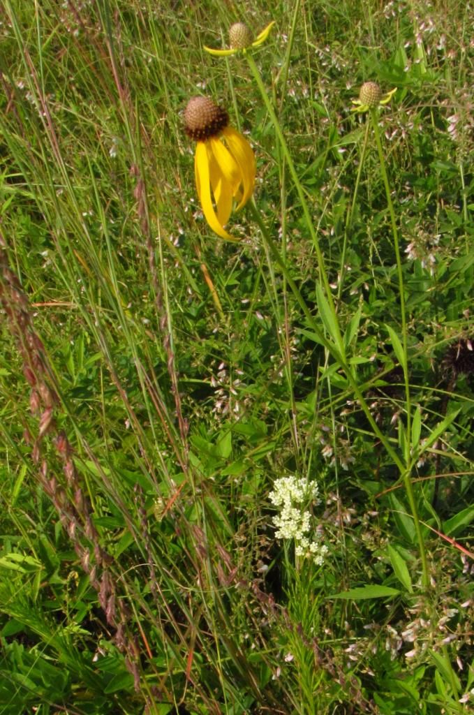 coneflowers and whorled milkweed photo coneflowerandwhorledmilkweed_zpsf189bc78.jpg