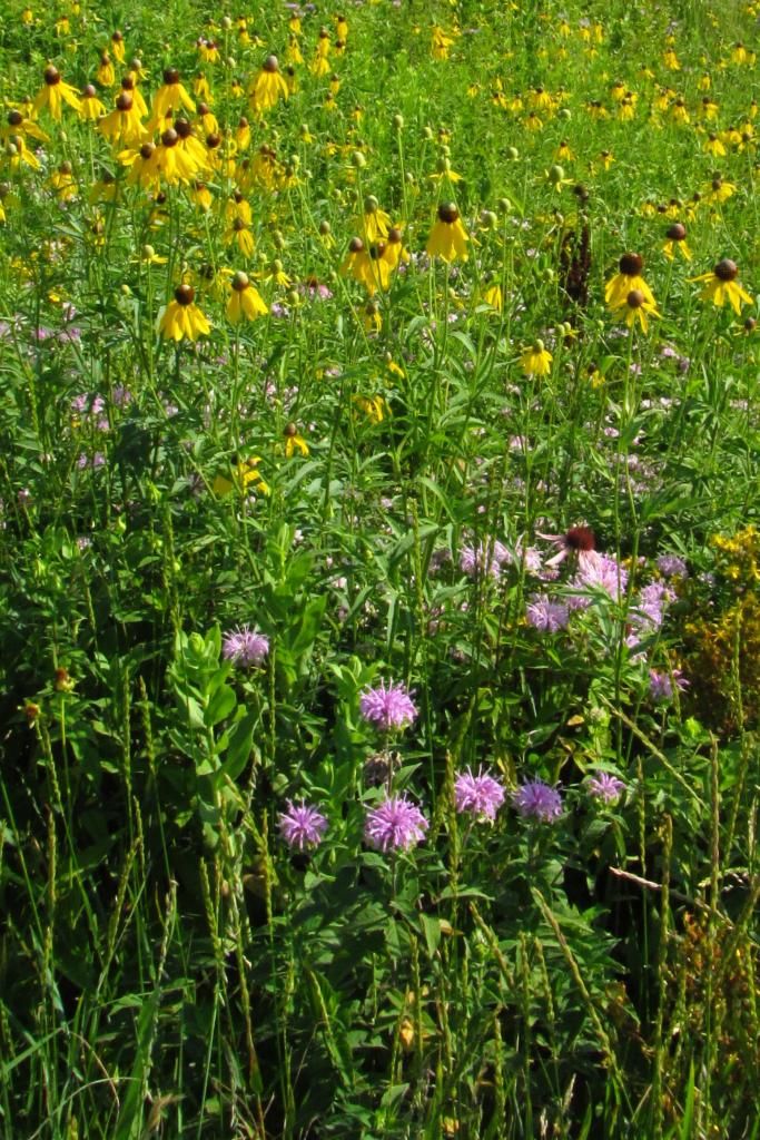 yellow coneflowers with horsemint photo coneflowers_horsemint_zps7c3b44b5.jpg