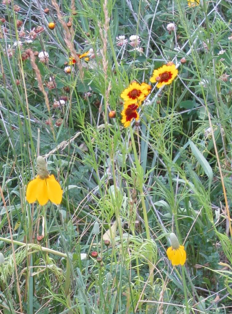 plains coreopsis with buds, Plains coreopsis blooming in central Iowa, June 2012