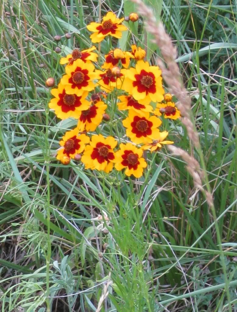 bunch of plains coreopsis blooming, Plains coreopsis blooming in central Iowa, June 2012