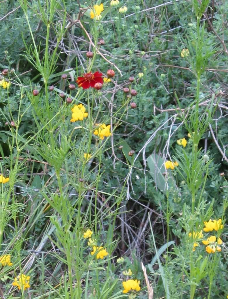 plains coreopsis (all red), Plains coreopsis blooming in central Iowa, June 2012
