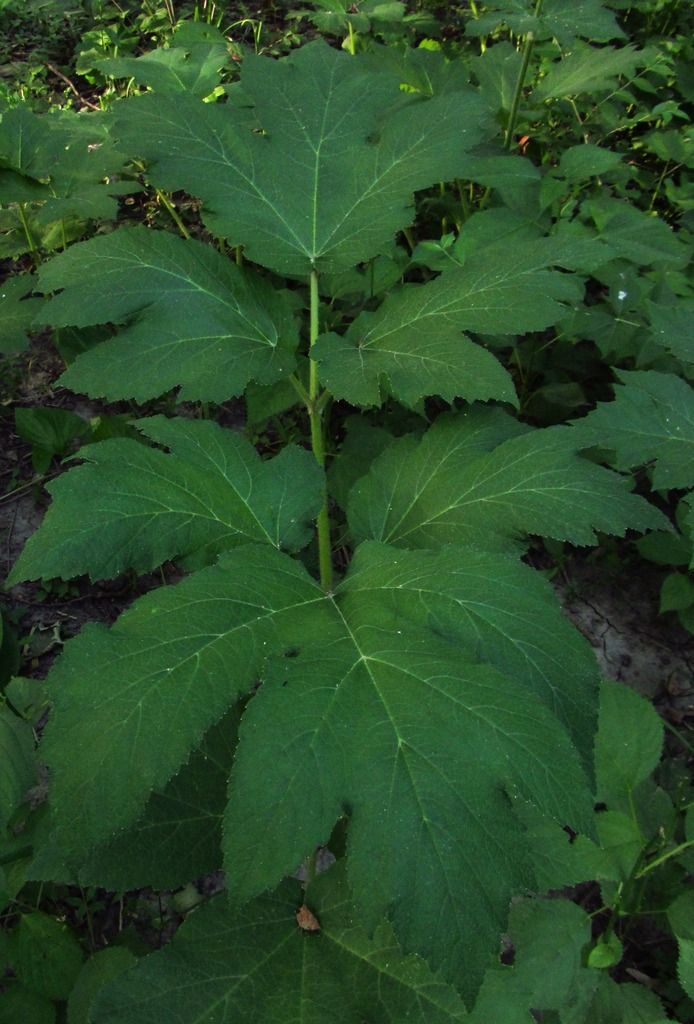 cow parsnip base leaves photo cowparsnipbaseleaves_zpsvl0hfonx.jpg