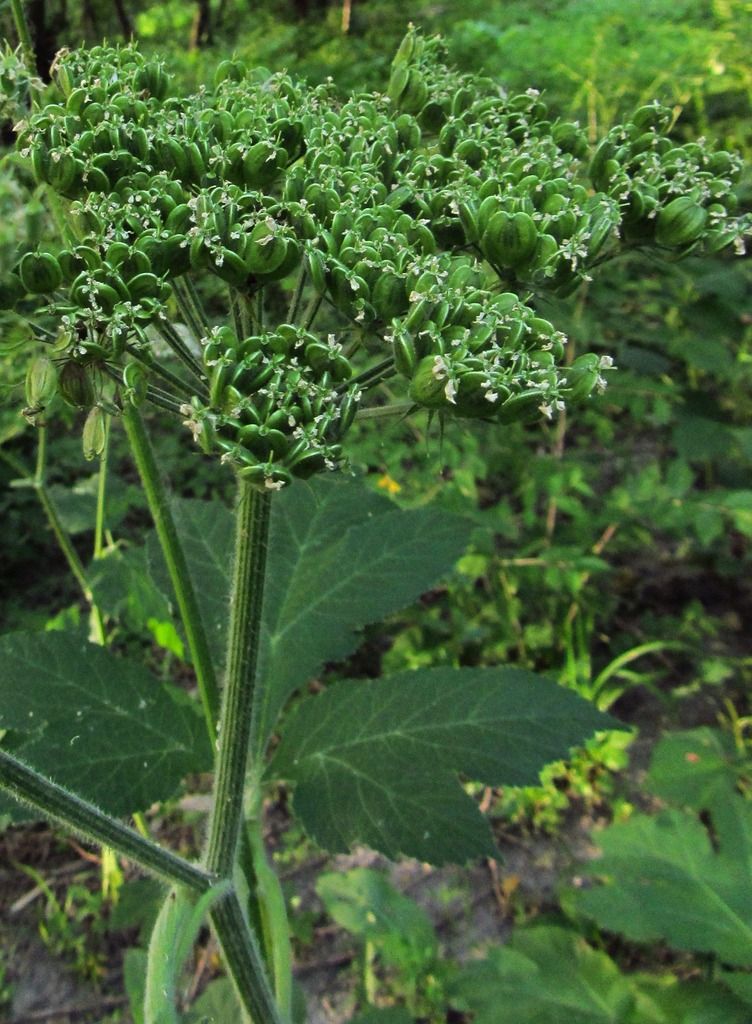 cow parsnip fruit photo cowparsnipfruit2_zpsijuyku6m.jpg