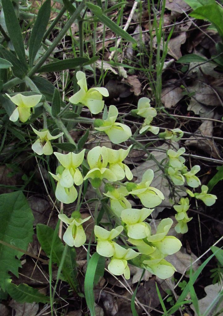 cream wild indigo flowers photo creamwildindigo3_zps3iq3eg3f.jpg