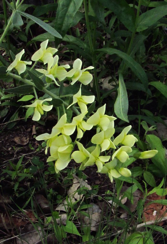 cream wild indigo flowers photo creamwildindigo4_zpsntevcwct.jpg