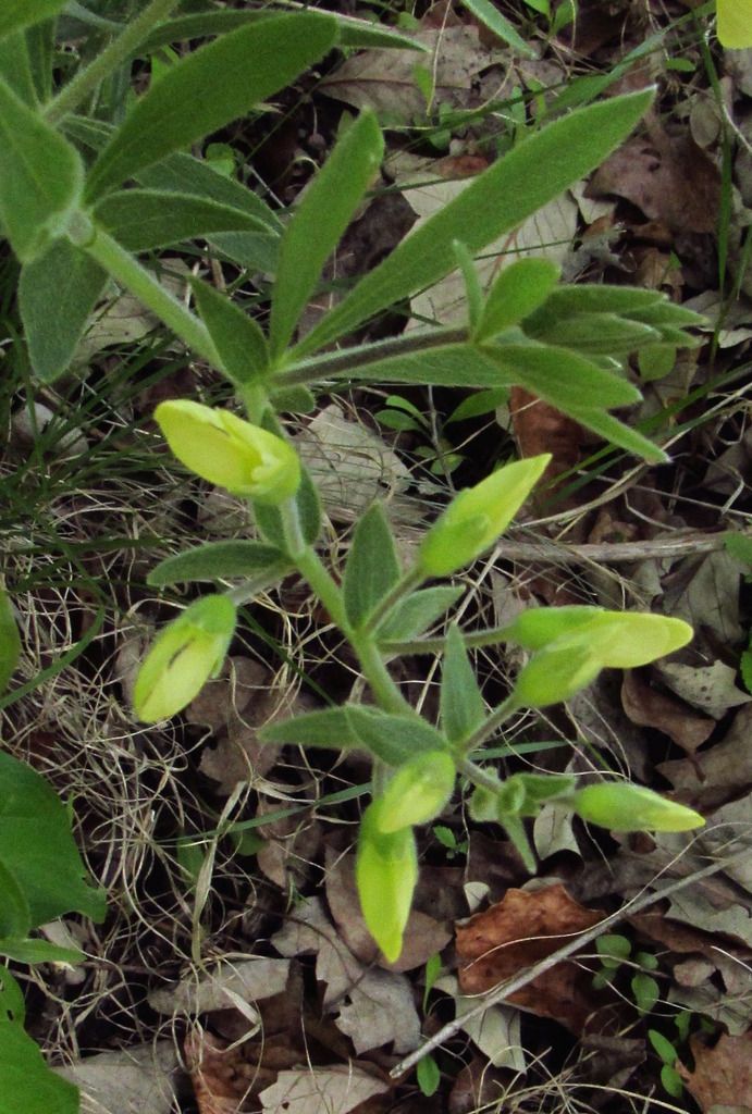 cream wild indigo buds photo creamwildindigobuds_zpsghat2dod.jpg