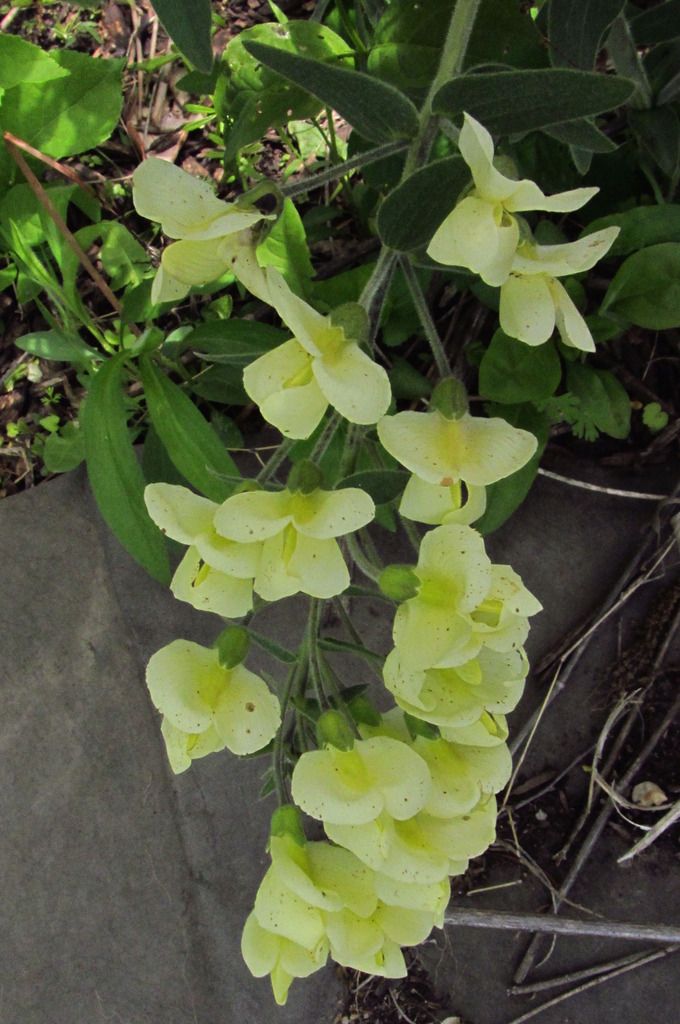 cream wild indigo close-up photo creamwildindigoclose3_zpsot9zd4iu.jpg