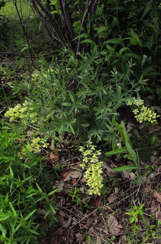 cream wild indigo plant photo creamwildindigowholeplant_zpsw2t8gzdn.jpg