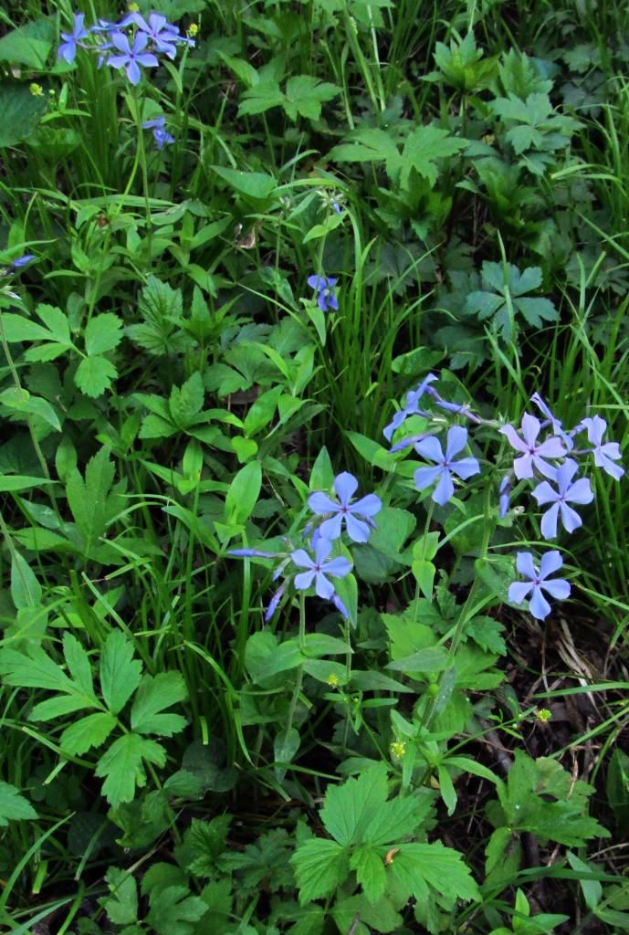 Littleleaf crowfoot with phlox photo crowfootbuttercup_phlox2_zps8a5e3624.jpg