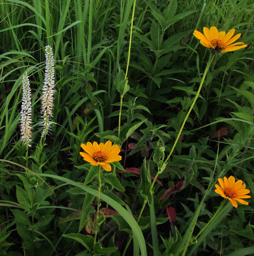 Culver's root with ox-eye photo culversrootoxeye_zpsegkwfzry.jpg