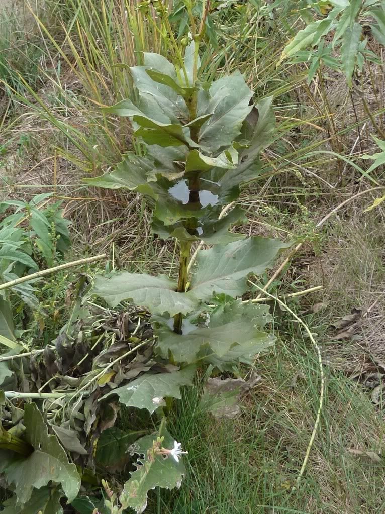 Cup plant with water, Cup plant with water at the Neal Smith National Wildlife Refuge, September 2012