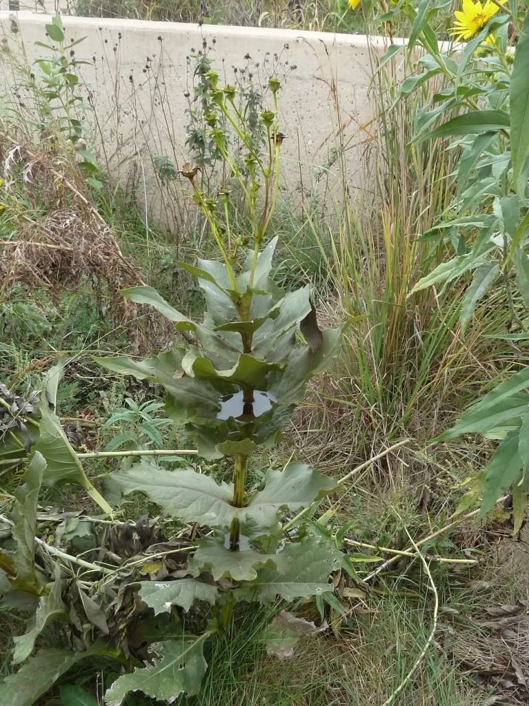 Cup plant (2), Cup plant with water at the Neal Smith National Wildlife Refuge, September 2012