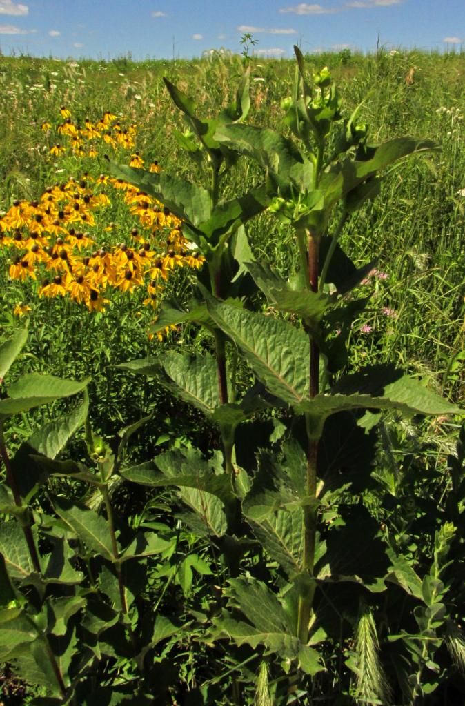 cup plant, coneflowers photo cupplantconeflowers_zpsf6fc26f9.jpg