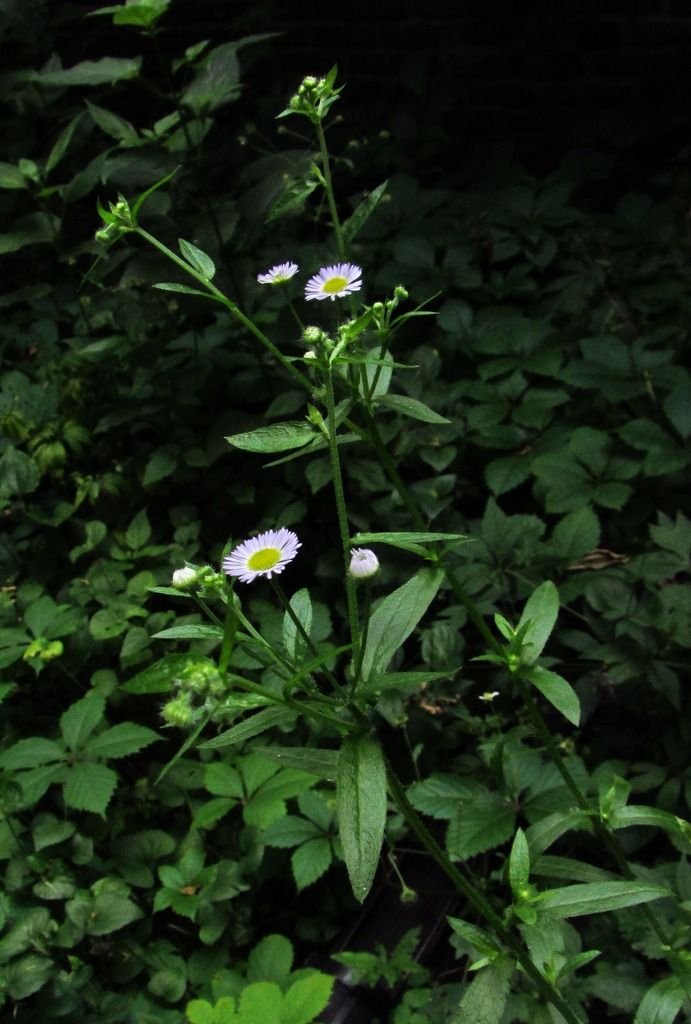 daisy fleabane photo daisyfleabanemaybe_zpsvlggxw1d.jpg