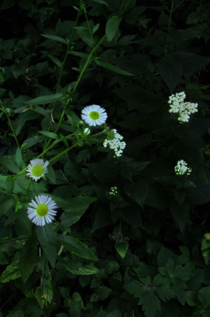 daisy fleabane white snakeroot close-up photo daisyfleabanewhitesnakeroot3_zpsgefdlj1d.jpg