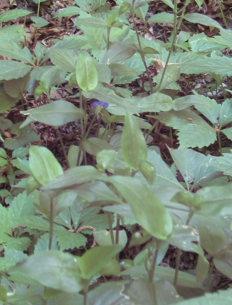 Dayflower (wandering Jew), Dayflower blooming in central Iowa, June 2012