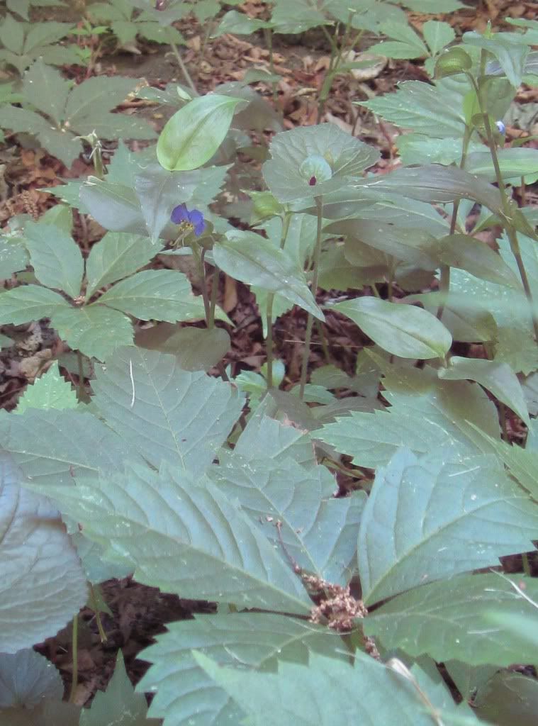 Dayflower (wandering Jew), Dayflower blooming in central Iowa, June 2012